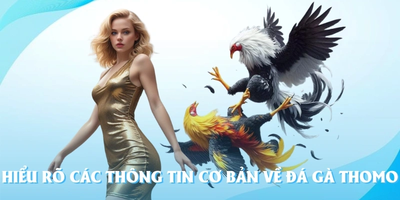 Hiểu rõ các thông tin cơ bản về đá gà thomo