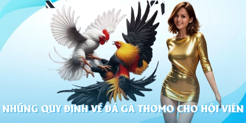 Những quy định về đá gà Thomo cho hội viên mới
